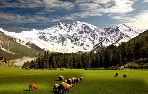 Fairy Meadows Tour