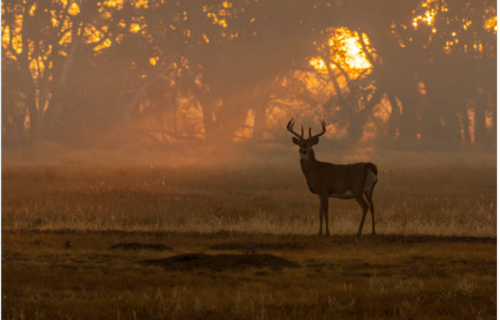 Trophy Hunting Tours in Pakistan