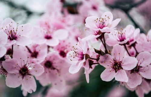 Cherry Blossom Tourism